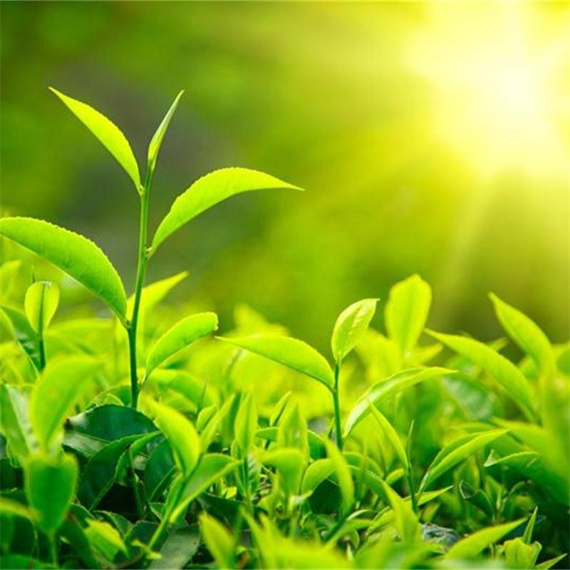 春季采茶忙，贵标空气能热泵烘干机让春茶加工更简单